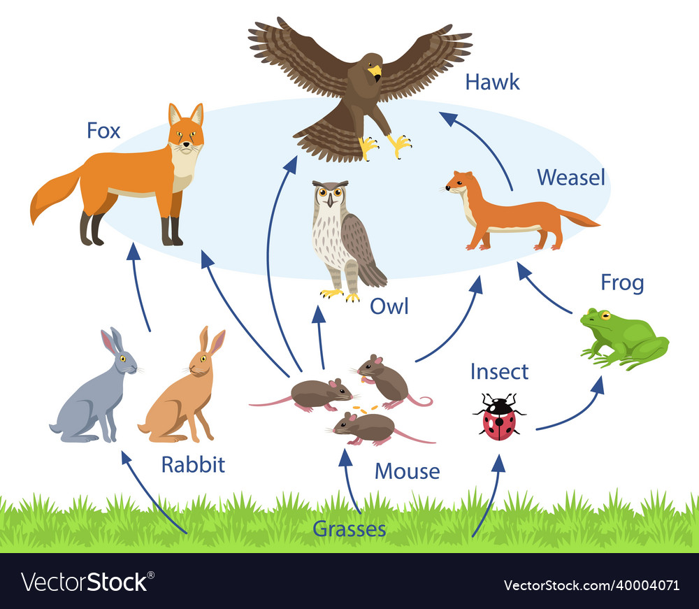 Set with different animals in a biological food Vector Image