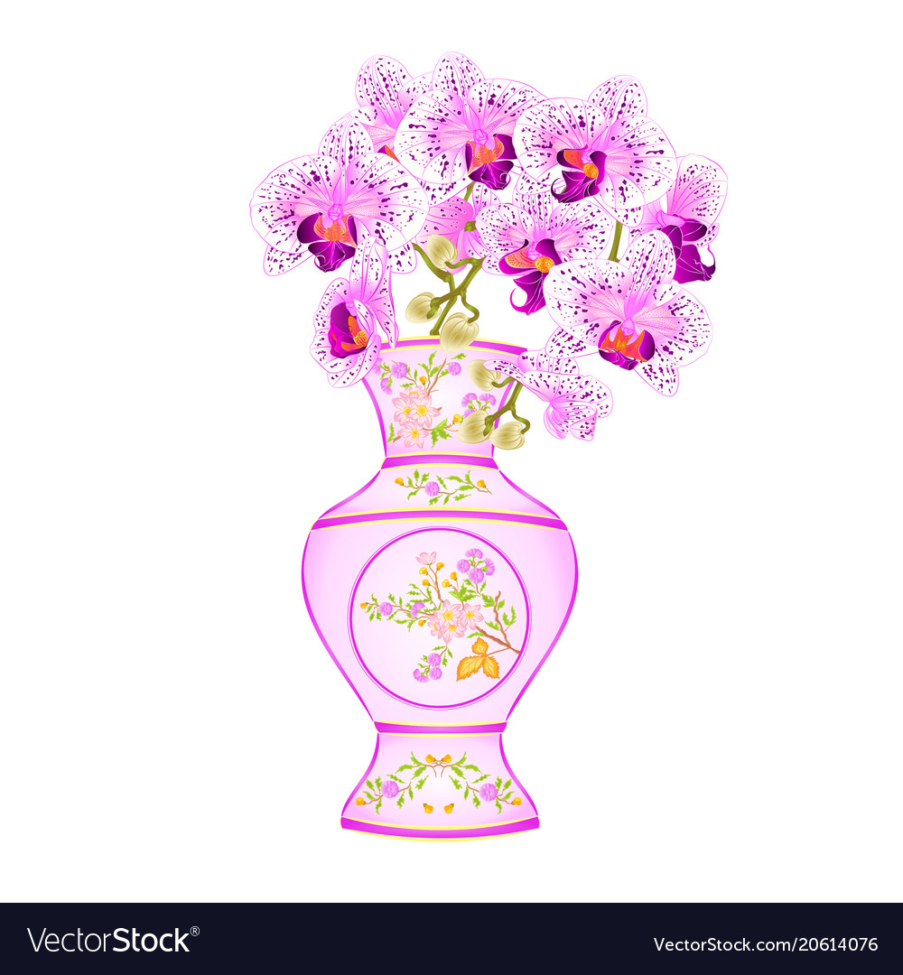 Orchid Phalenopsis White And Purple In A Vase Of Vector Image