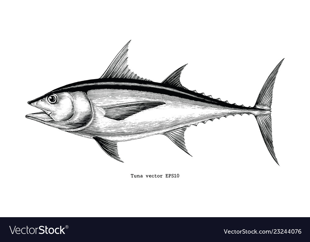 Download Tuna fish hand drawing vintage engraving Vector Image