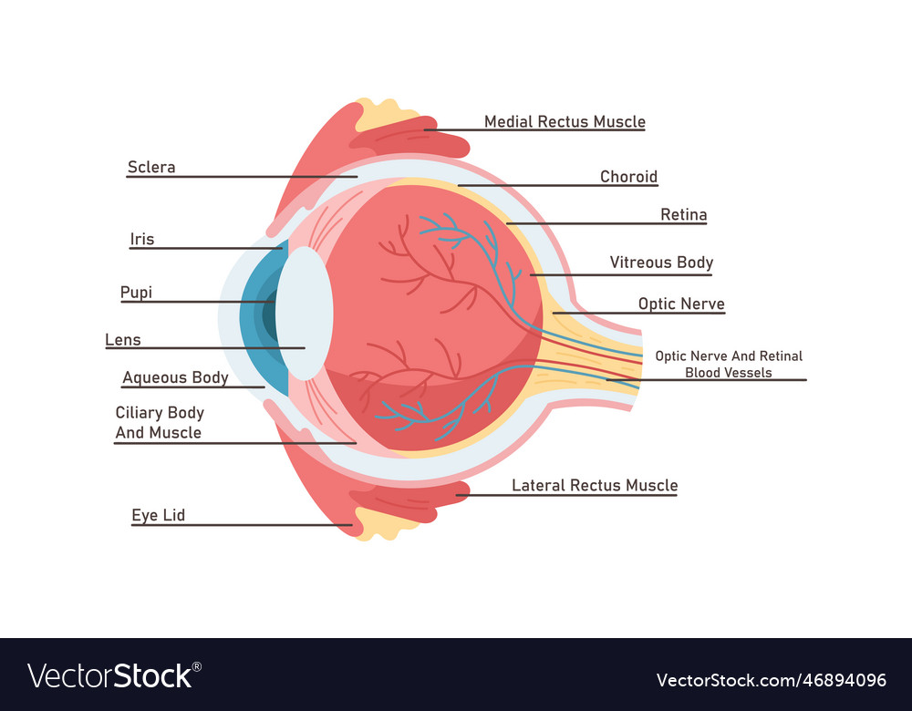 Anatomy of human eye Royalty Free Vector Image