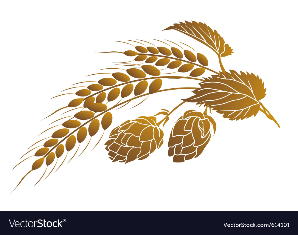 Hops And Wheat Royalty Free Vector Image Vectorstock