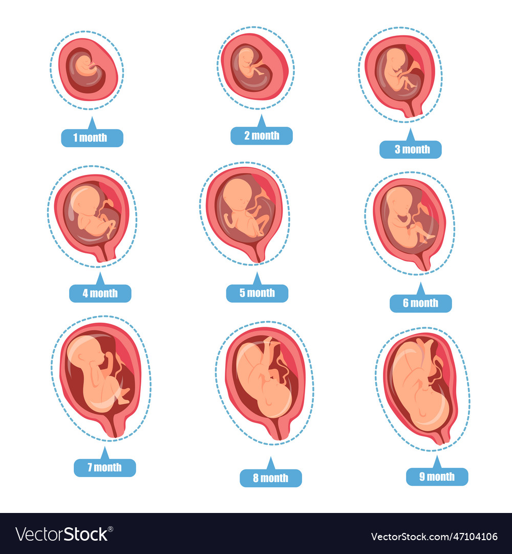 Fetal development Royalty Free Vector Image Biology Diagrams