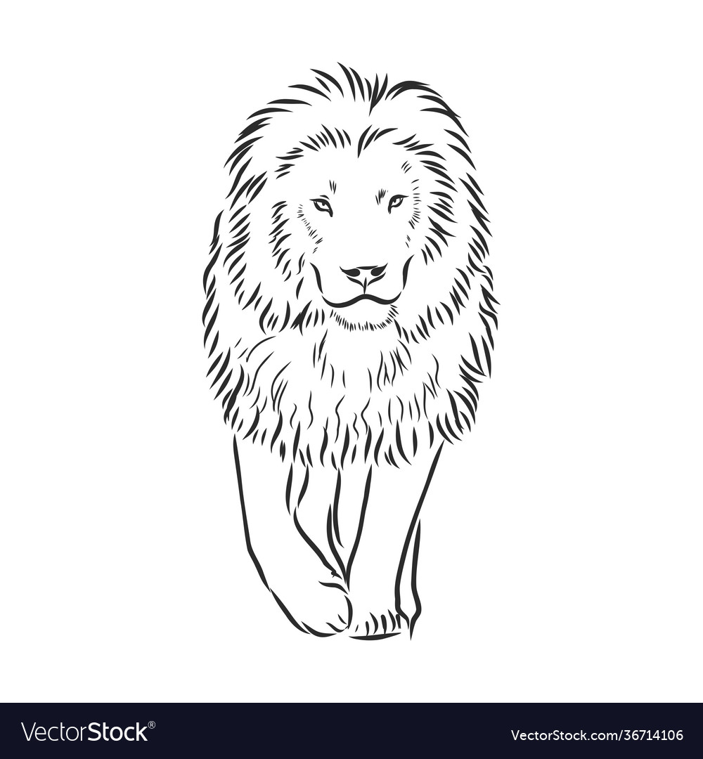 Hand drawn lion sketch wild animal Royalty Free Vector Image