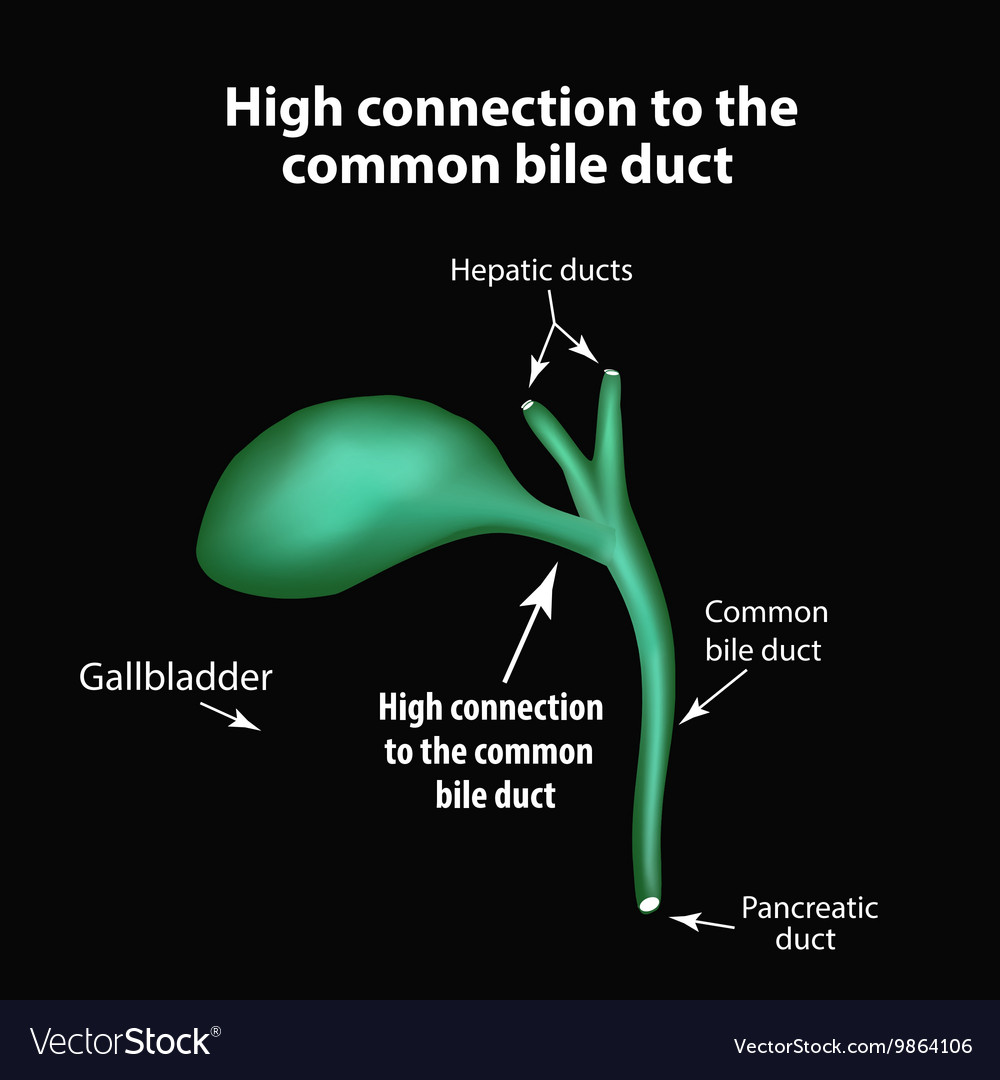 Pathway Of Bile Duct