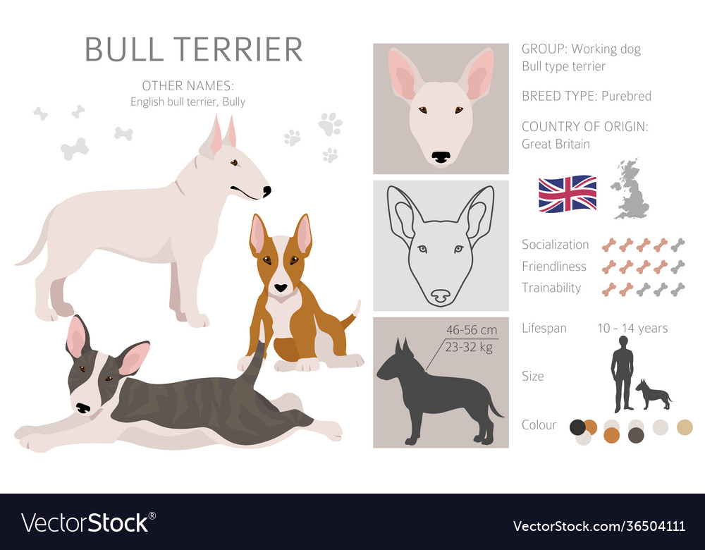 Bull terrier clipart different poses coat colors Vector Image