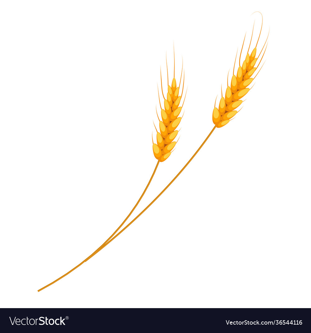 Wheat icon isolated on white background