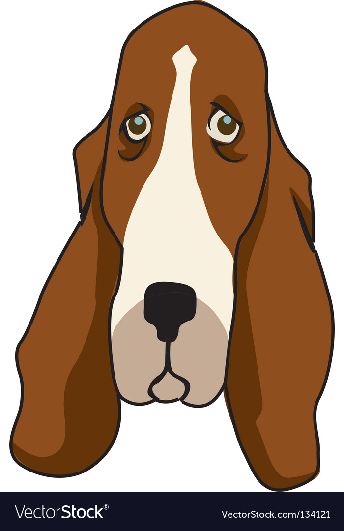 Basset