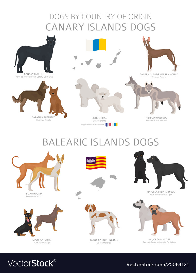 Canarian dogs 2024