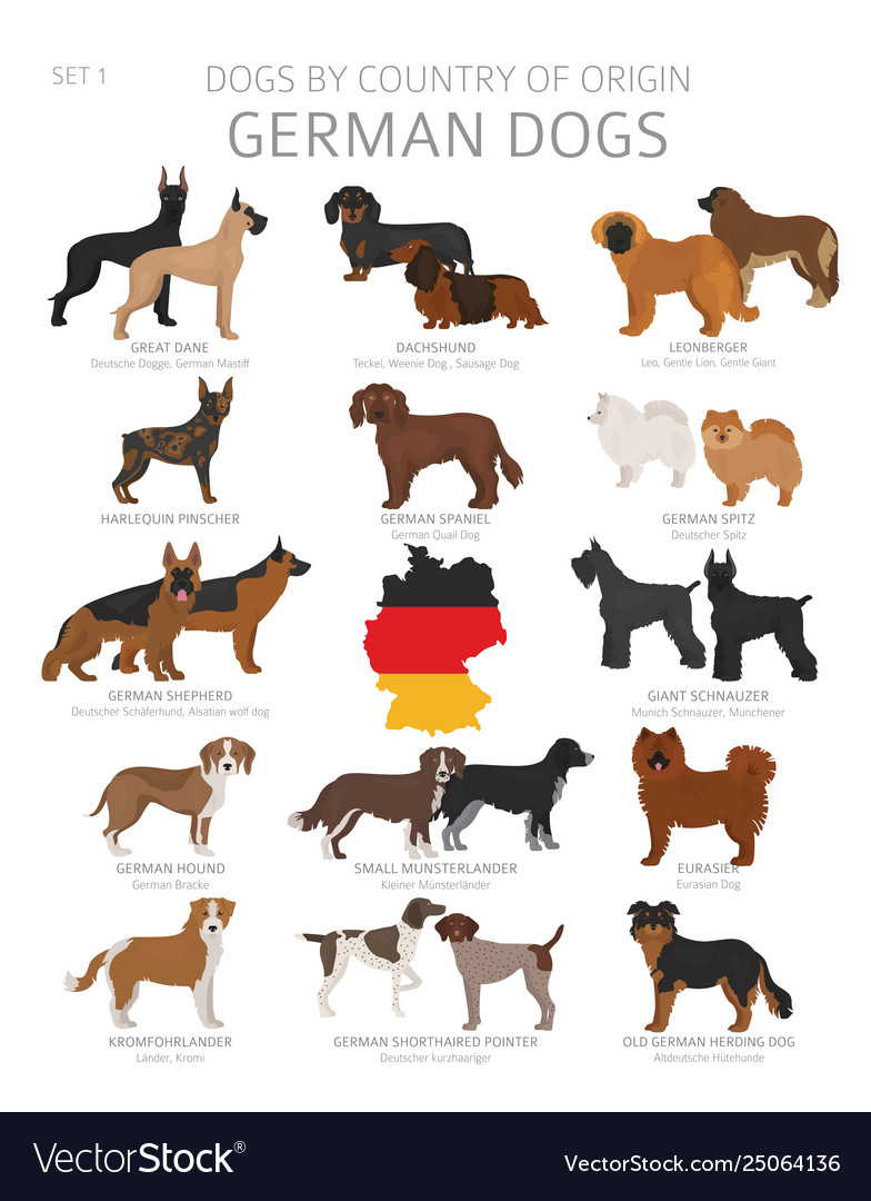 a german dog breed