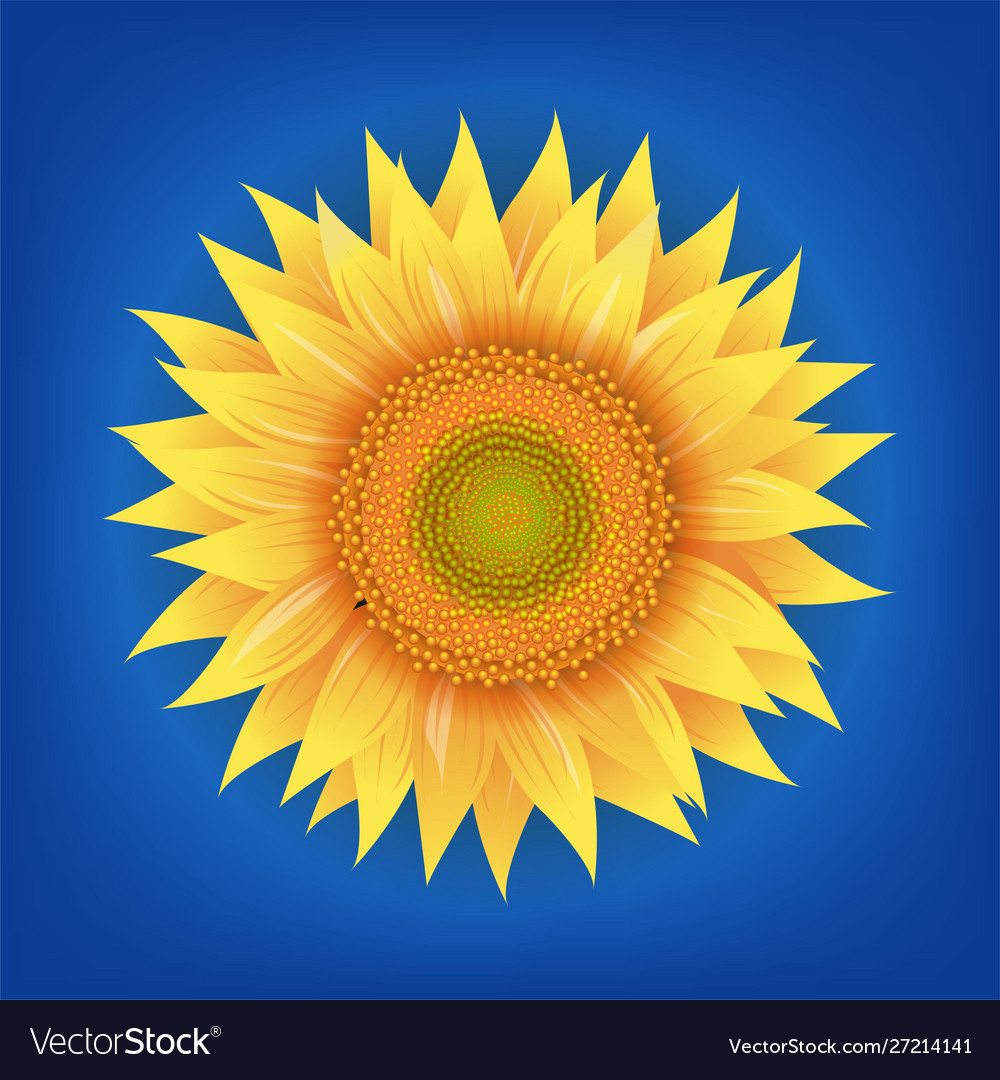 Sunflowers Flower With Blue Background Royalty Free Vector