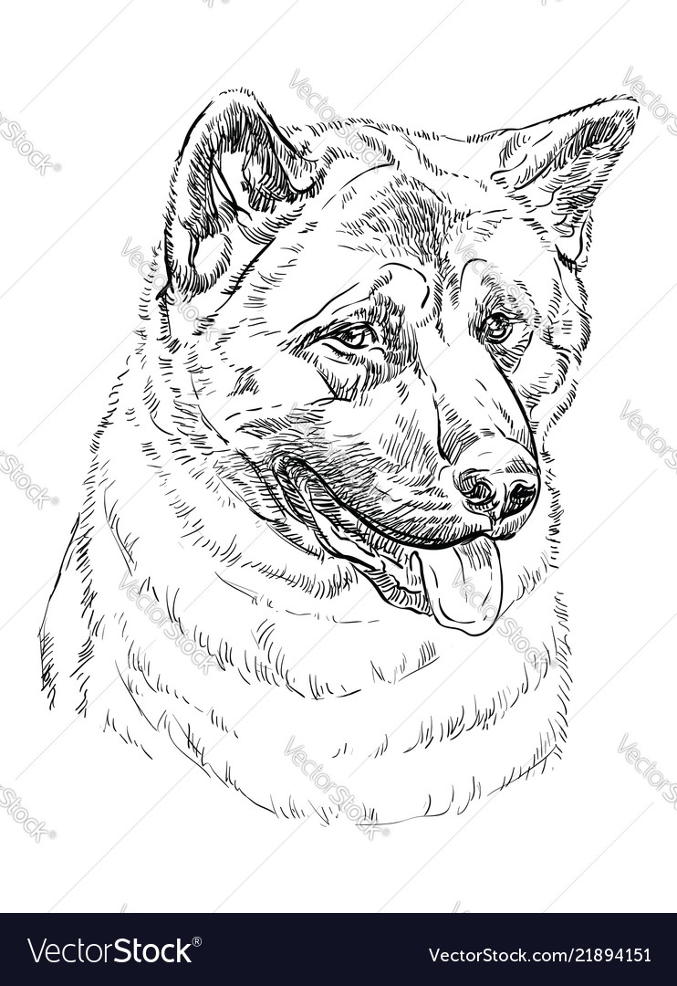 American akita hand drawing portrait Royalty Free Vector