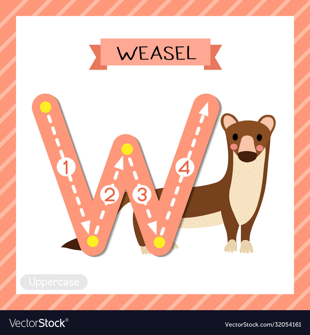 Letter w uppercase tracing weasel Royalty Free Vector Image