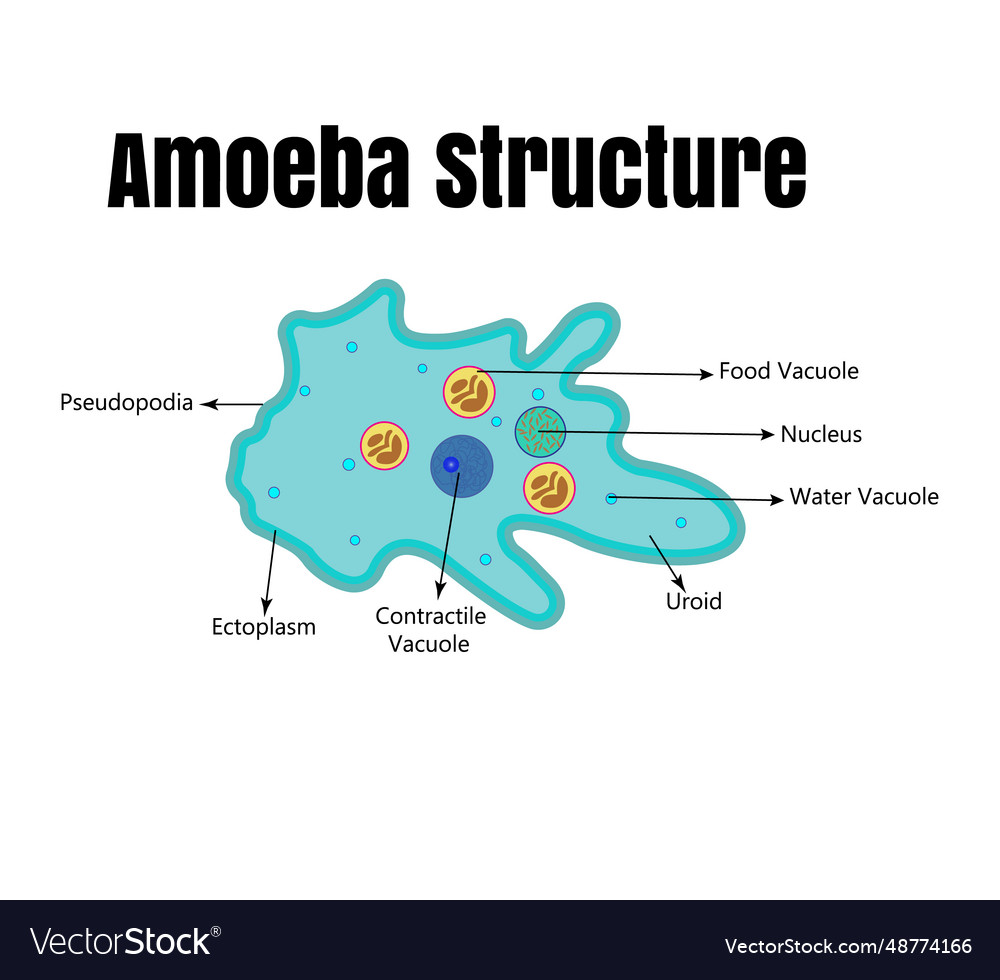 Amoeba anatomy educational Royalty Free Vector Image