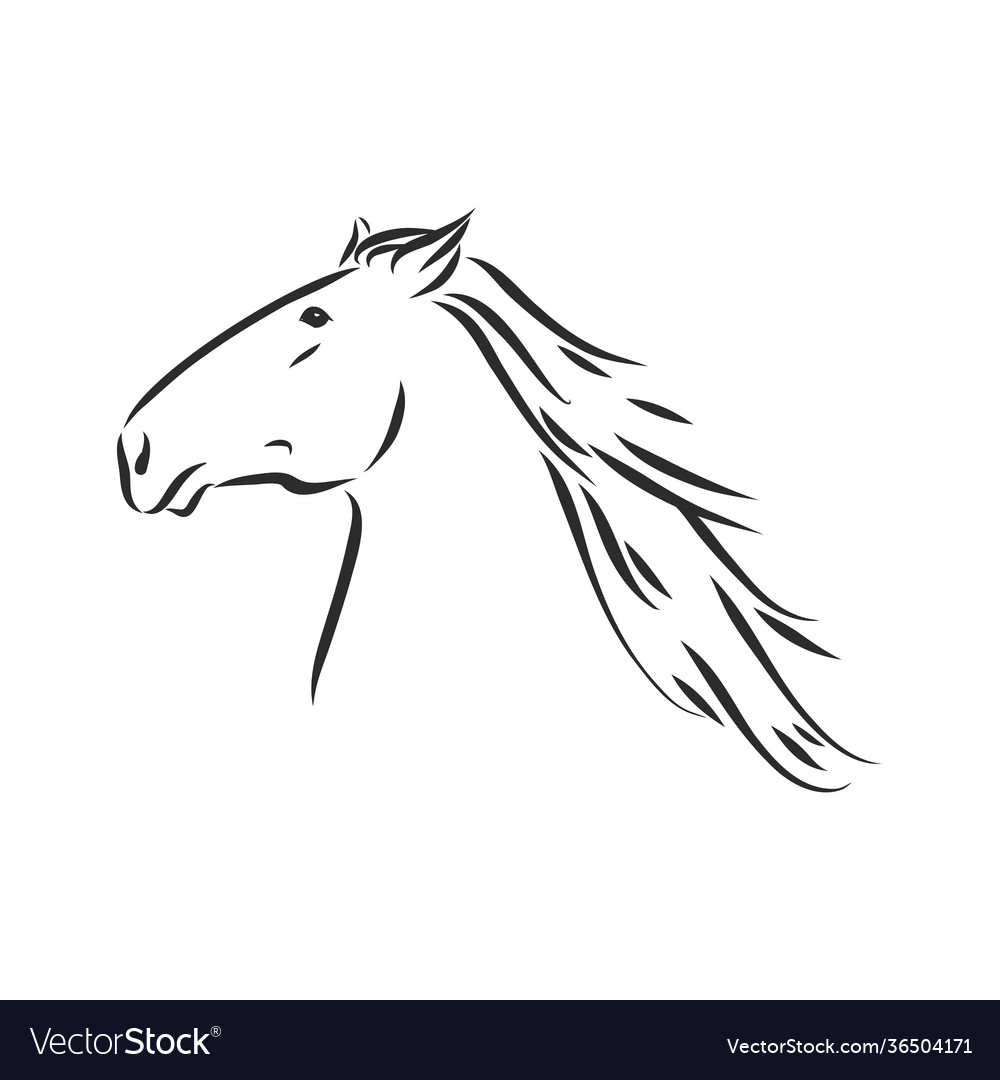 Horse - black and white outline beautiful