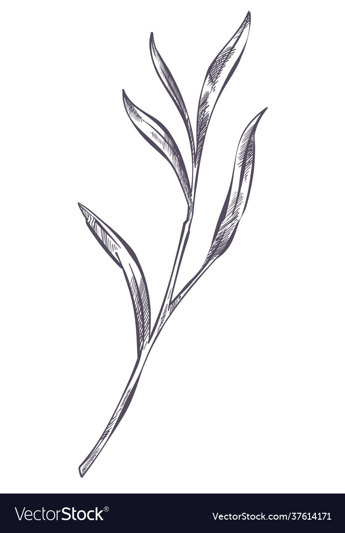 Lavender leaf plant branch with foliage monochrome vector image Lavender leaf plant branch with foliage monochrome
