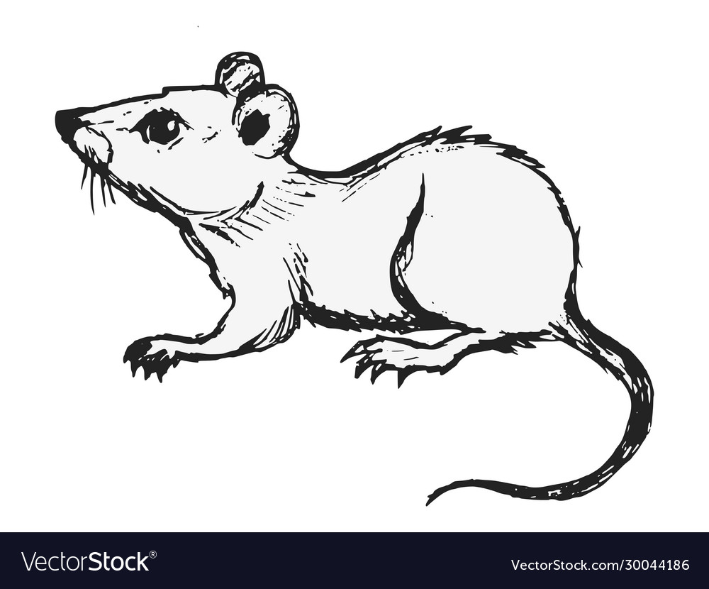 Domestic mouse Royalty Free Vector Image - VectorStock