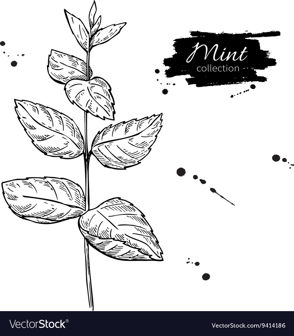 Mint drawing Isolated mint plant with Royalty Free Vector