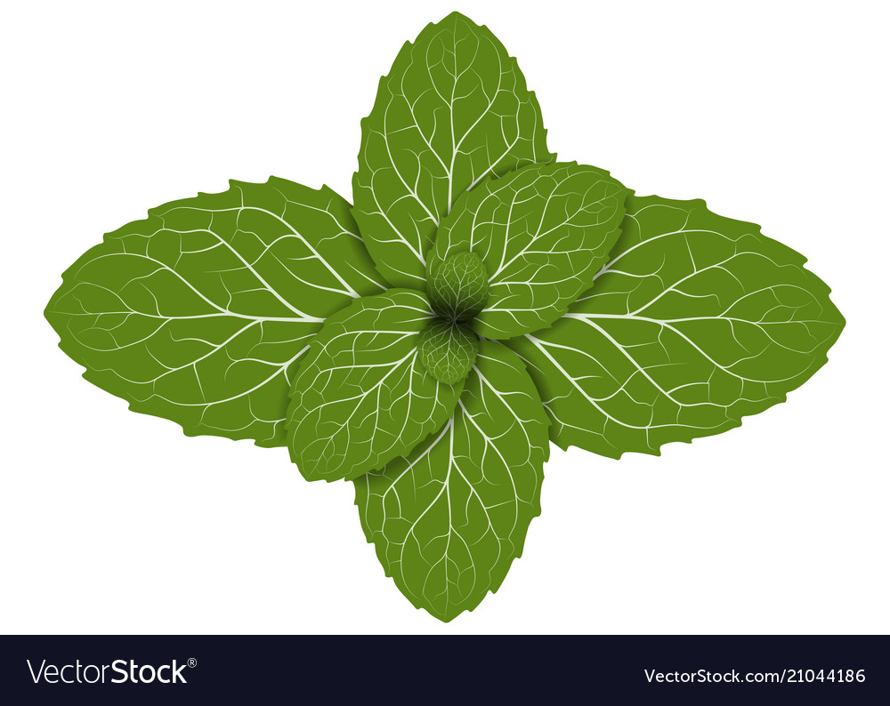 Peppermint leaf Royalty Free Vector Image - VectorStock