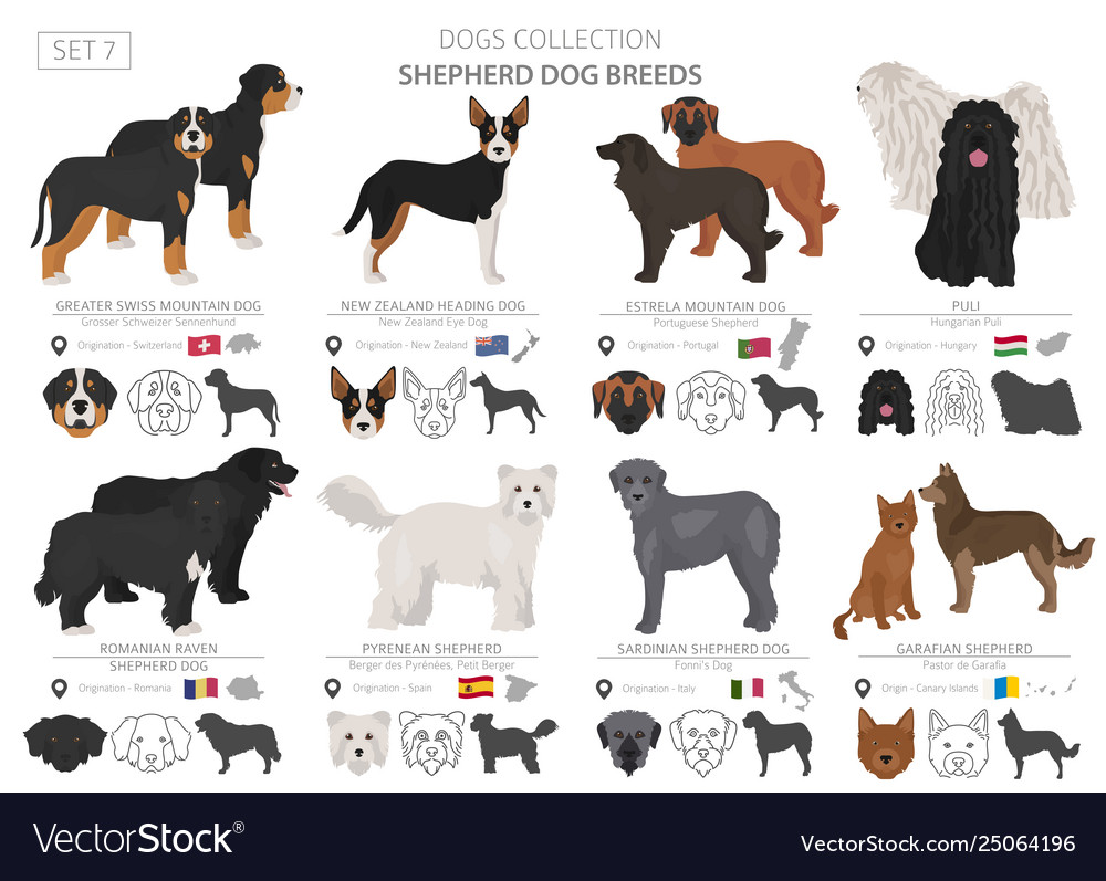 Shepherd and herding dogs collection isolated on Vector Image