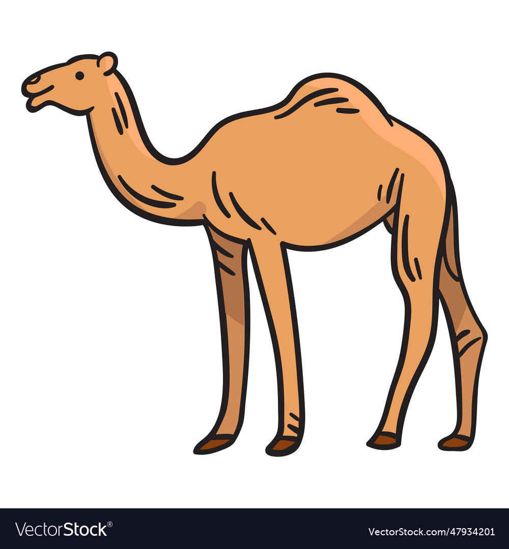 Camel animal