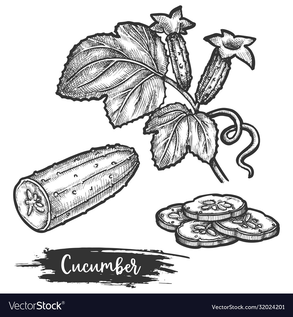 Cucumber Flower Drawing