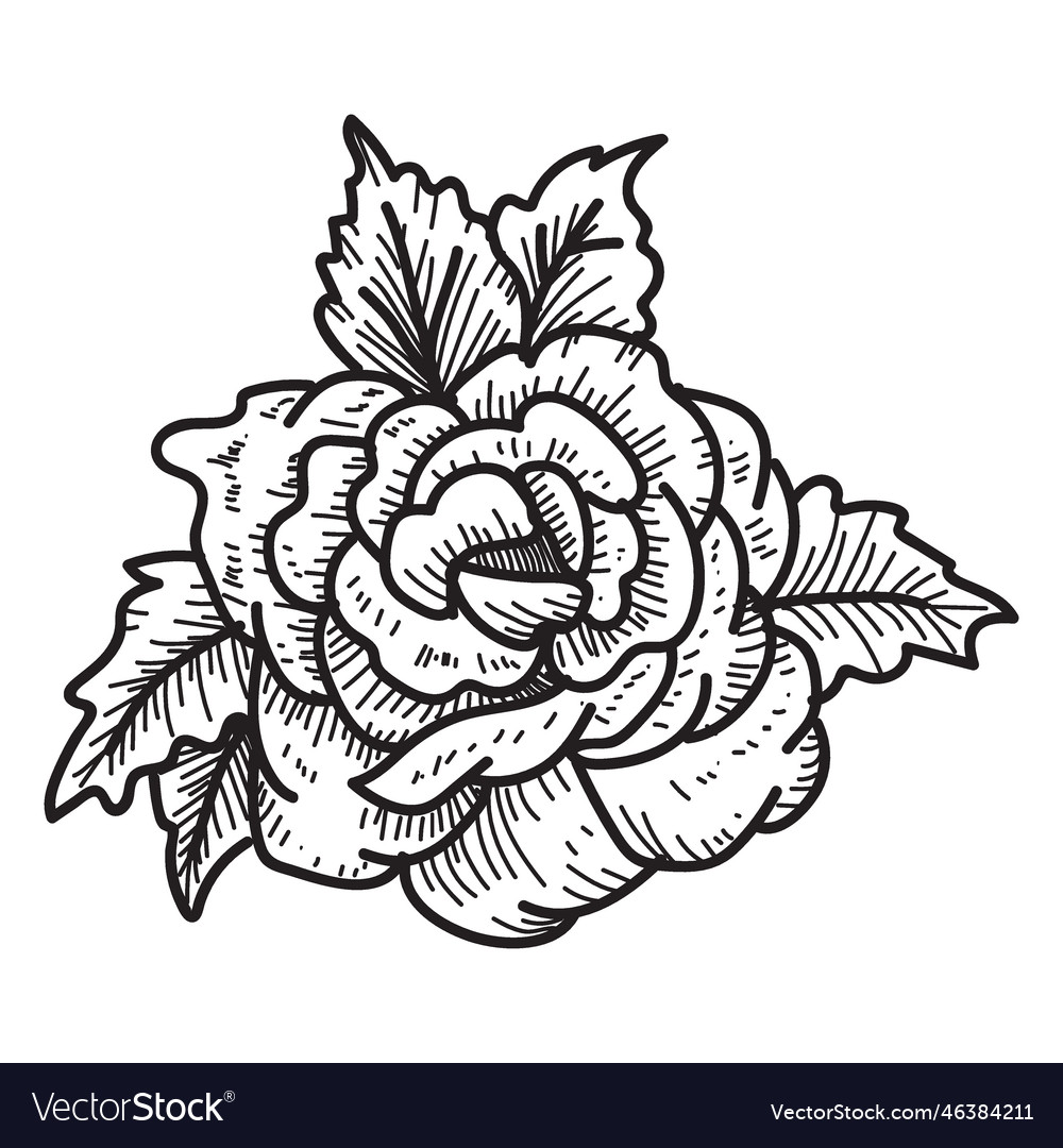 Blooming rose head sketch icon flower