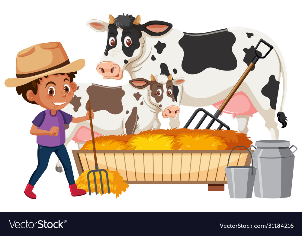 Farmboy feeding cows on white background Vector Image