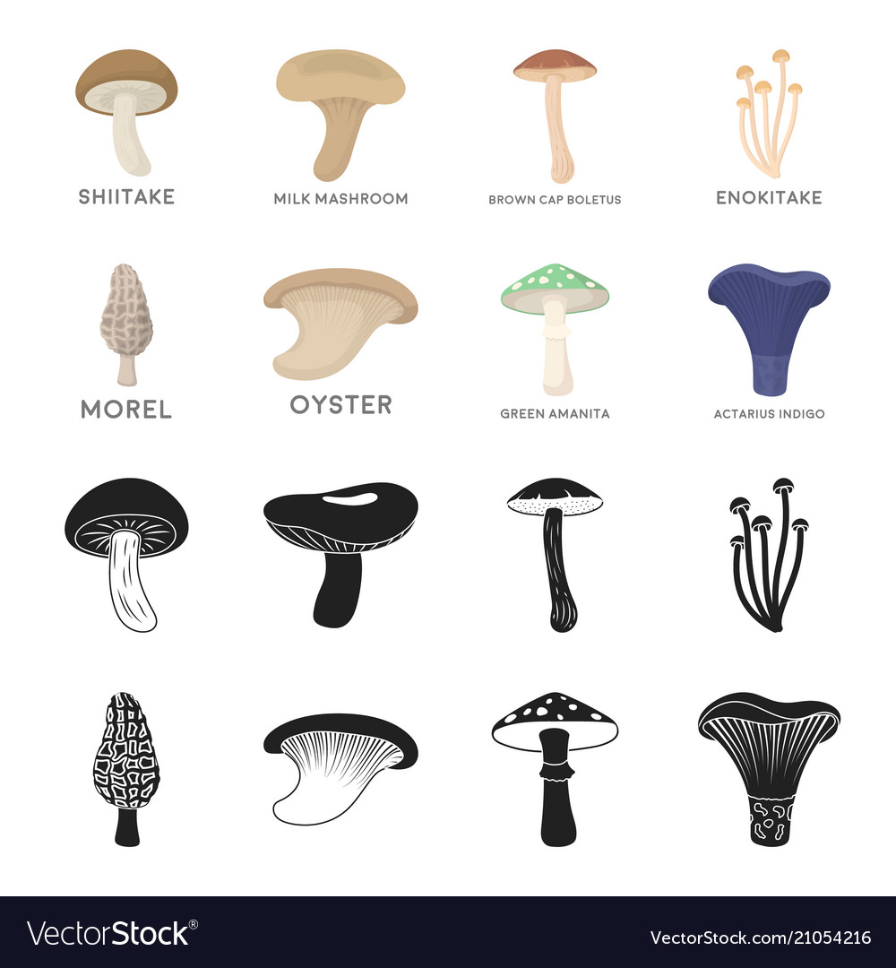 Morel oyster green amanita sagittarius indigo Vector Image