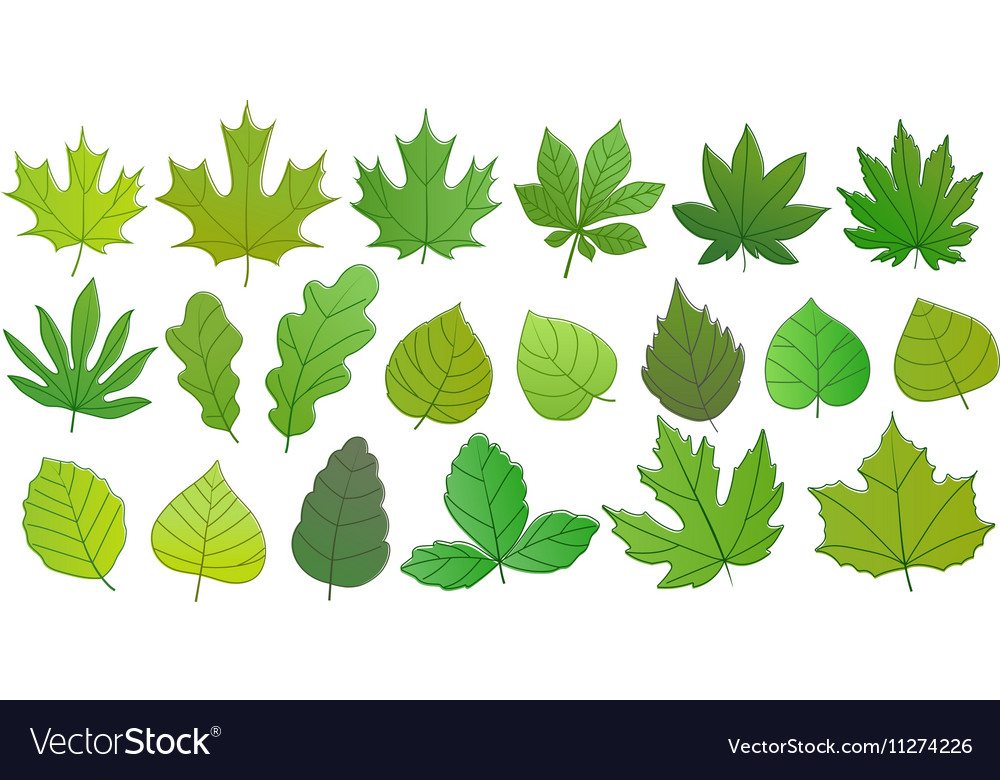 Different green summer leaves collection Vector Image