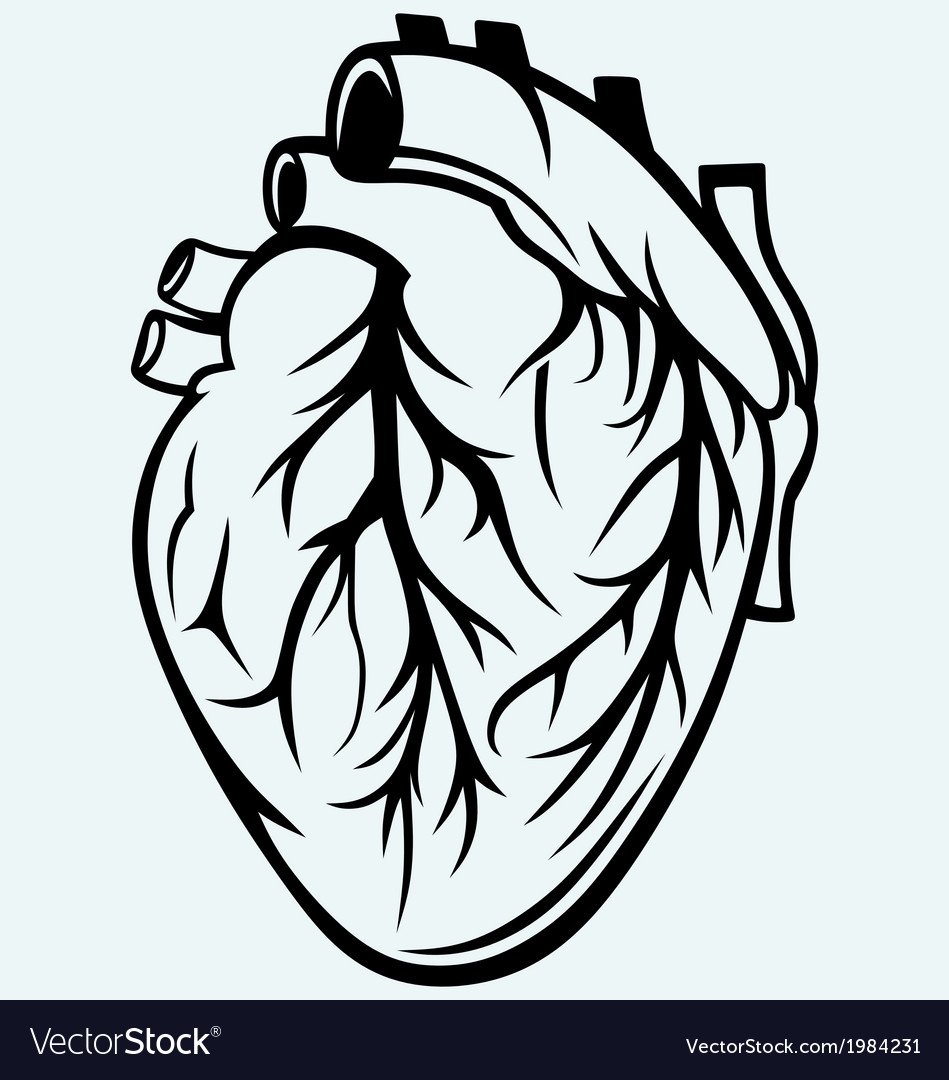 human heart illustration vector download