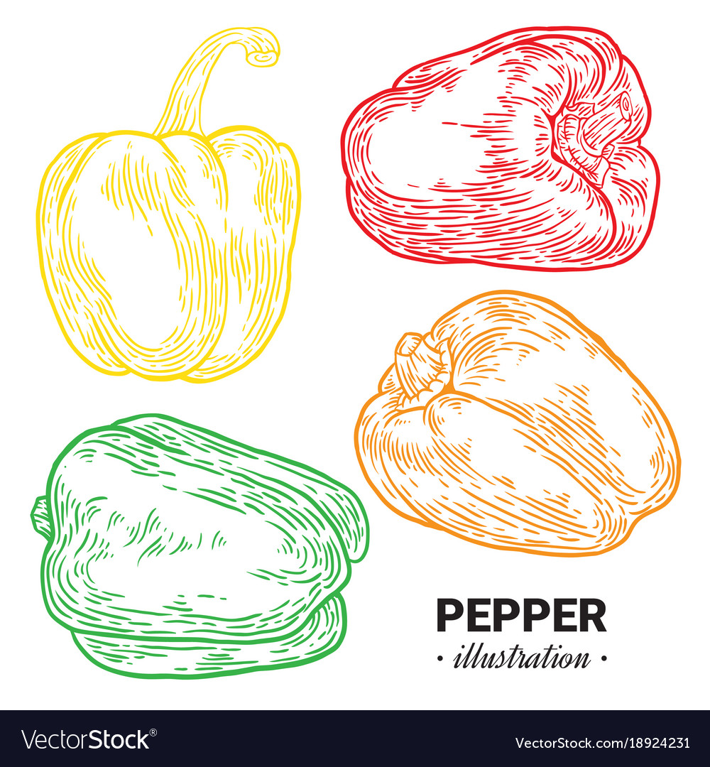 Paprika pepper fresh food hand drawn