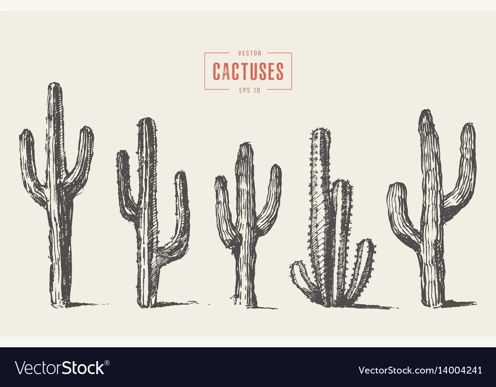 Set Cactus Hand Drawn Sketch Royalty Free Vector Image 0815