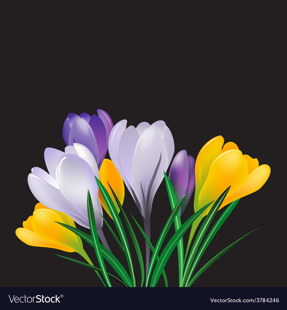 Spring crocuses