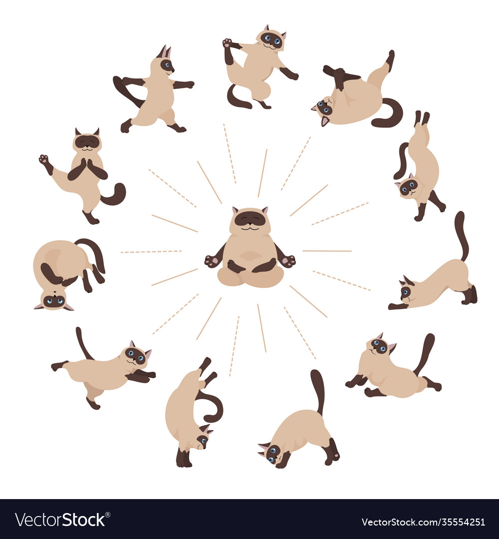 Cats yoga siamese different poses