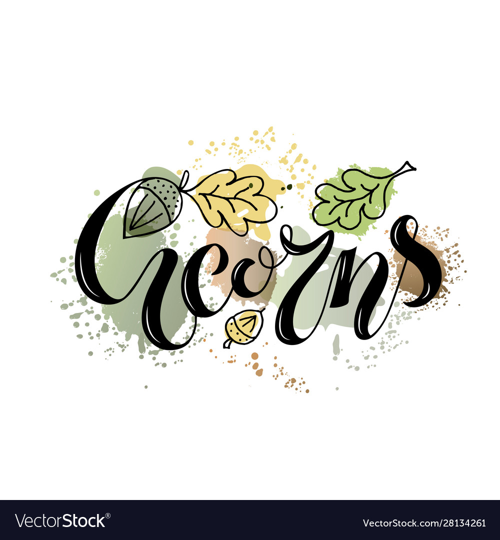 Acorns Royalty Free Vector Image Vectorstock