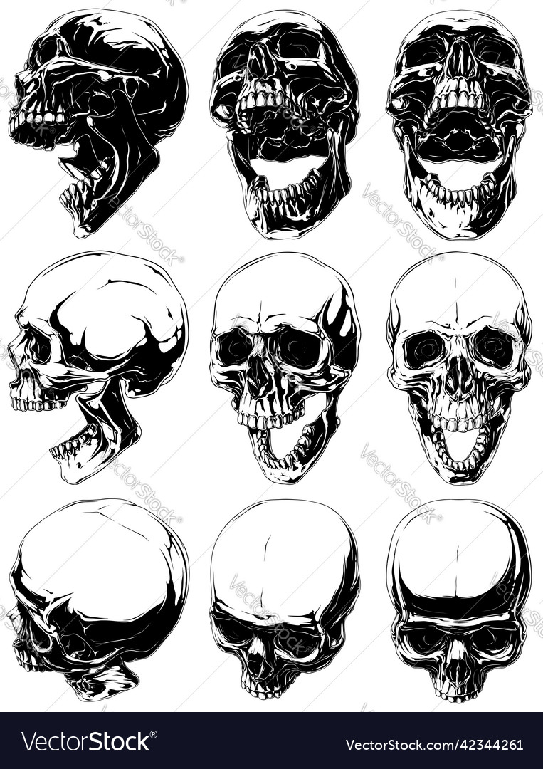 Set of realistic graphic human skulls Royalty Free Vector