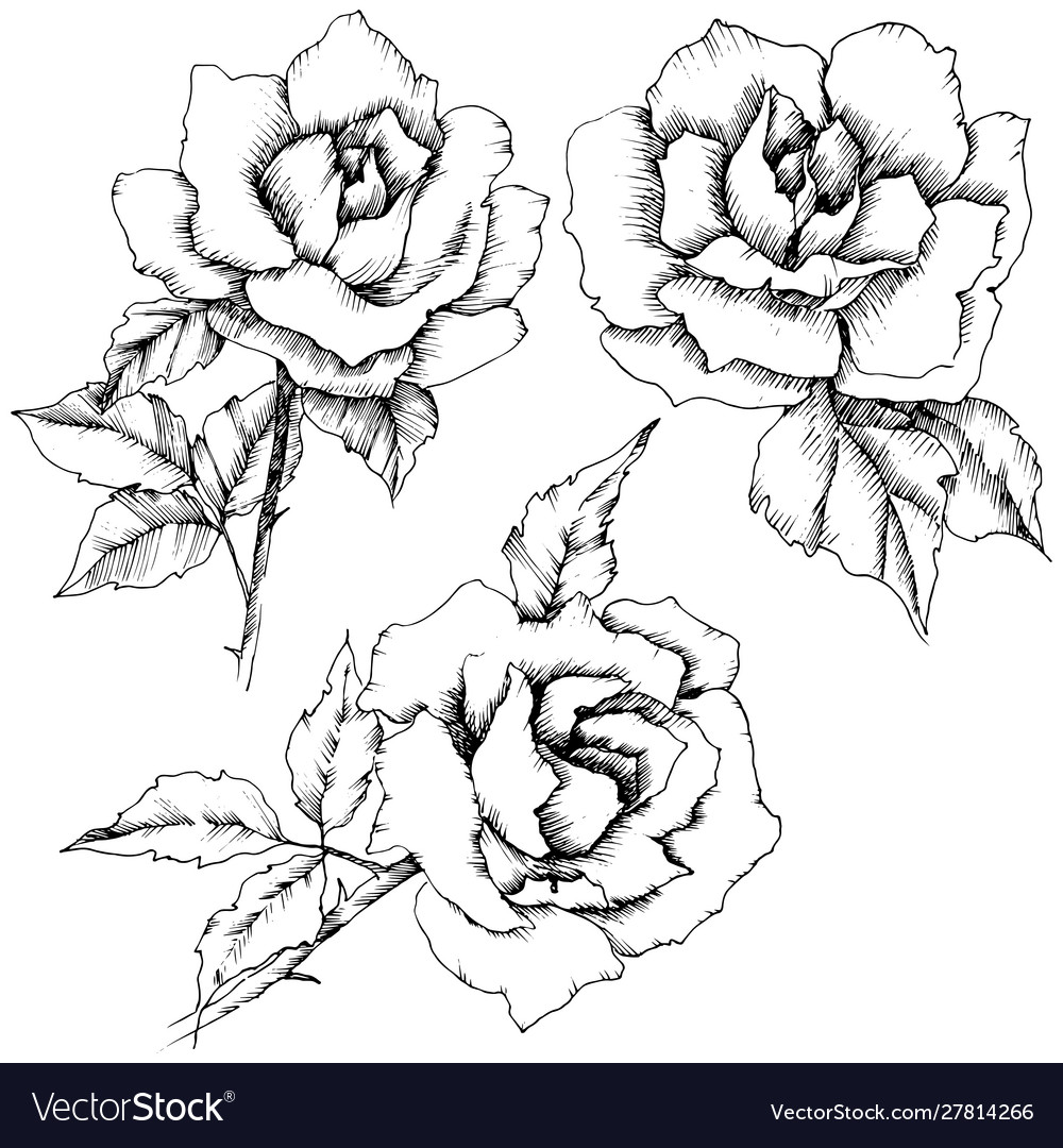 Rose flower in a style isolated Royalty Free Vector Image