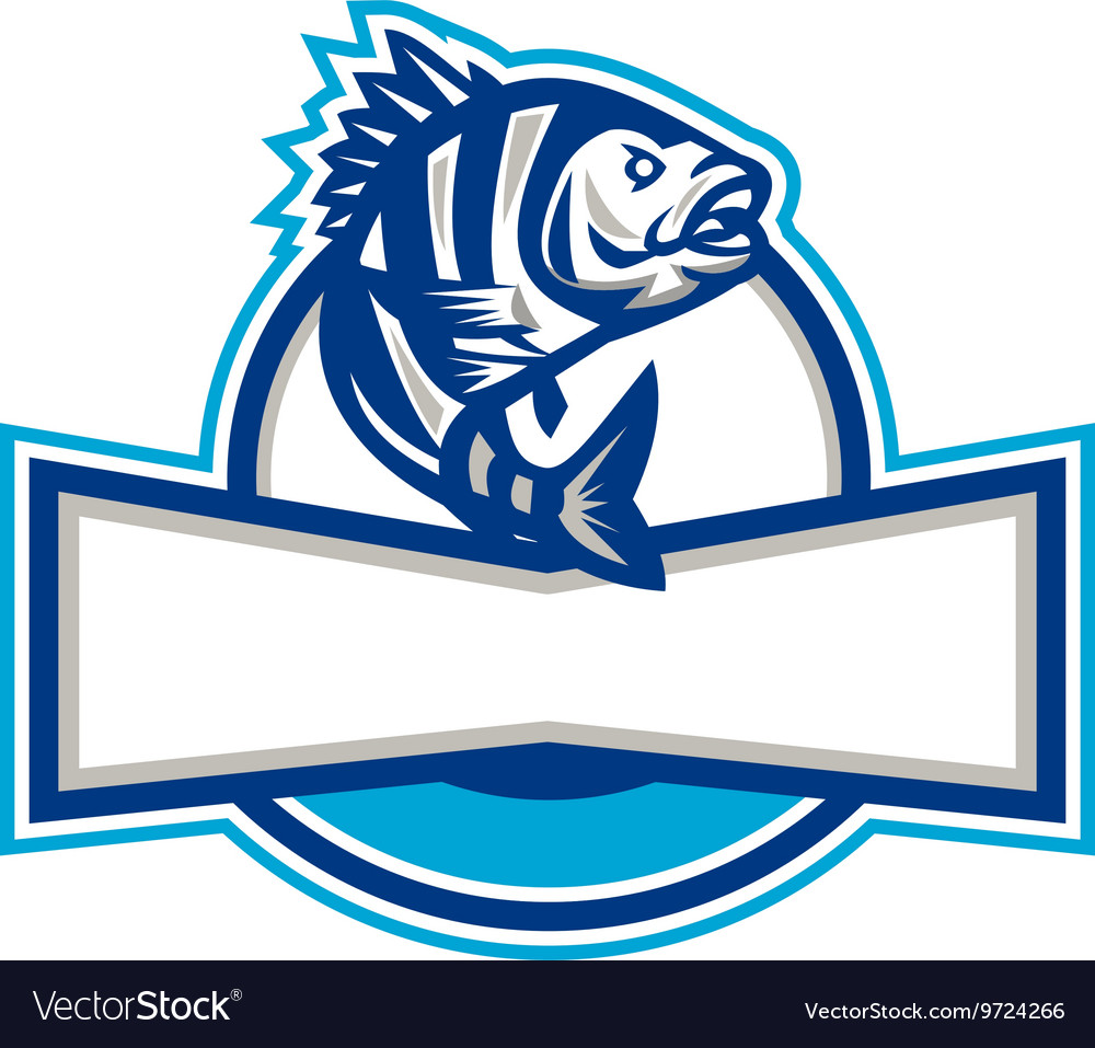 Sheepshead fish jumping up half circle retro Vector Image