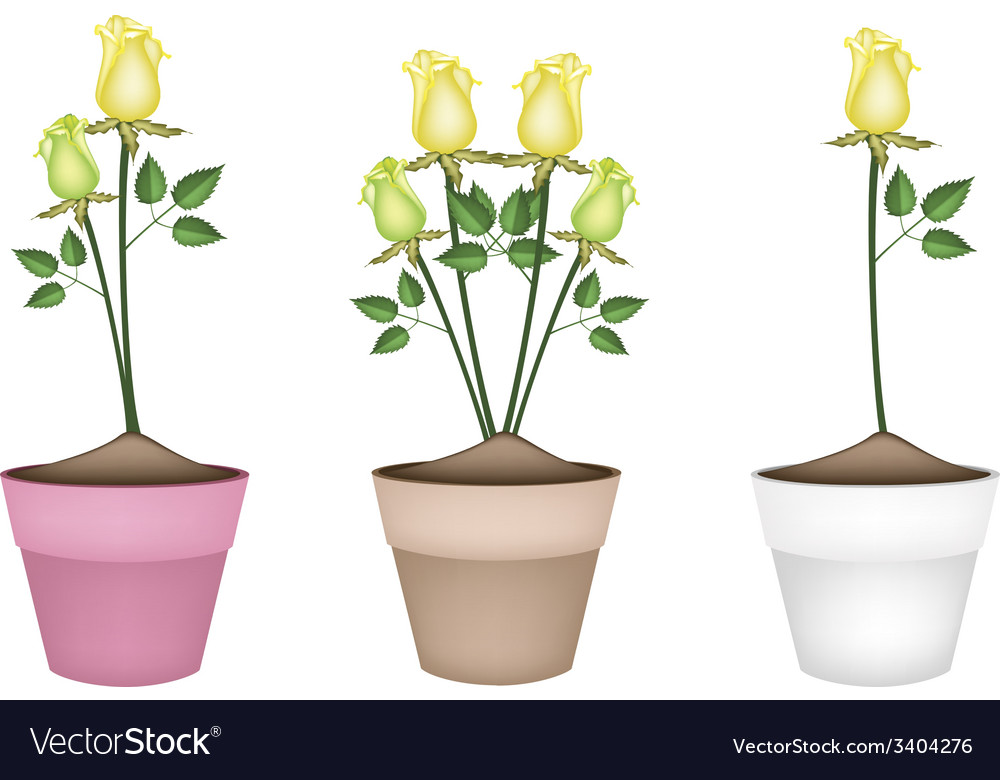 Yellow roses in three ceramic flower pots