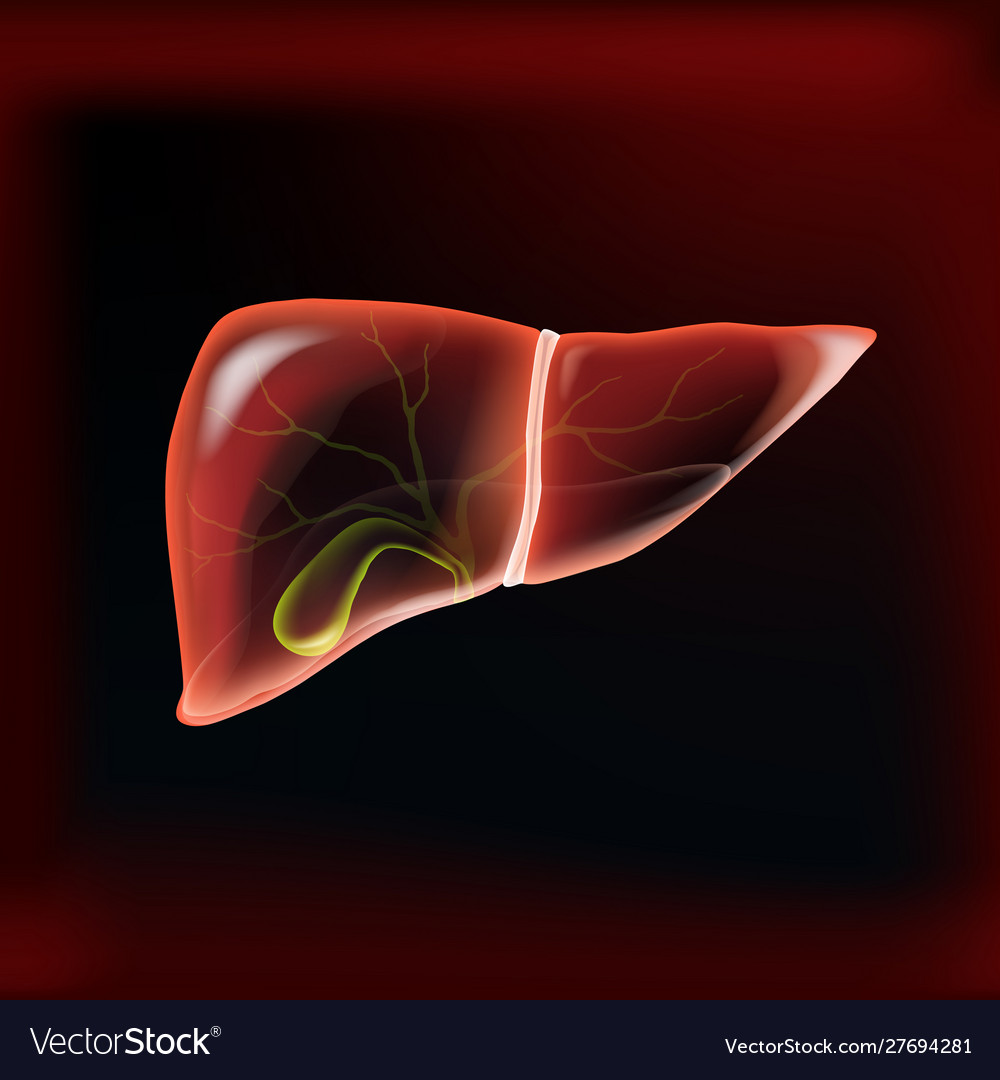 Realistic liver and gallbladder on dark red Vector Image