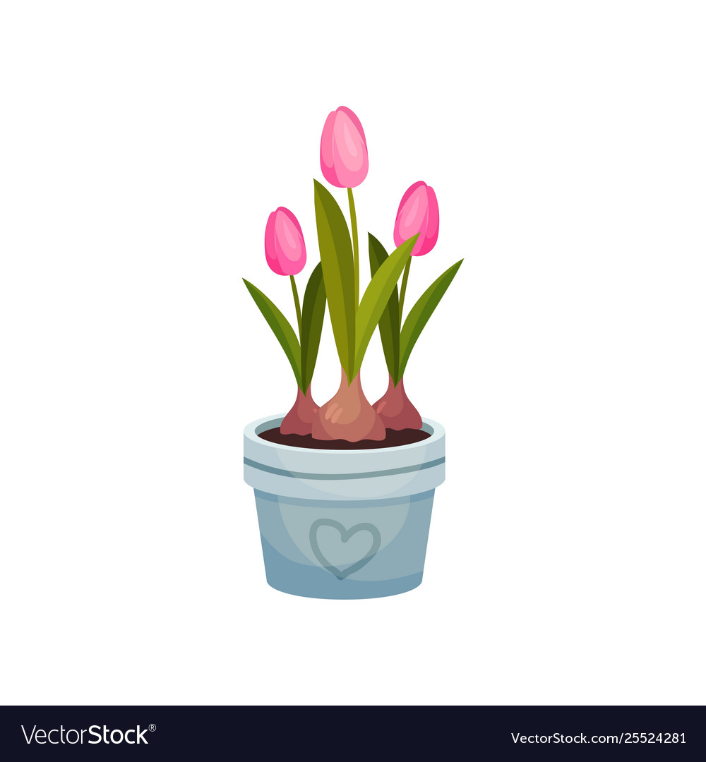 Three pink tulips grow in a blue pot image