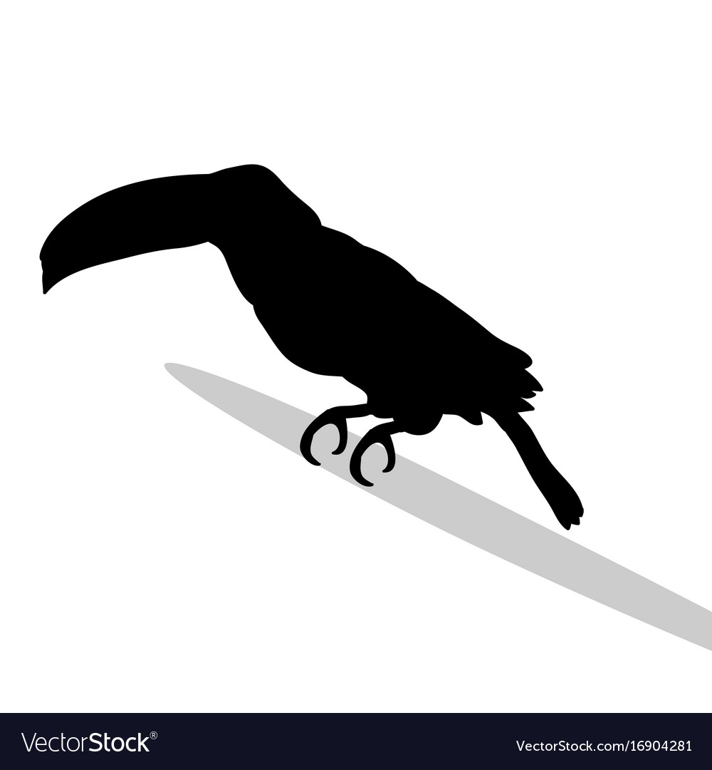 Toucan bird black silhouette anima