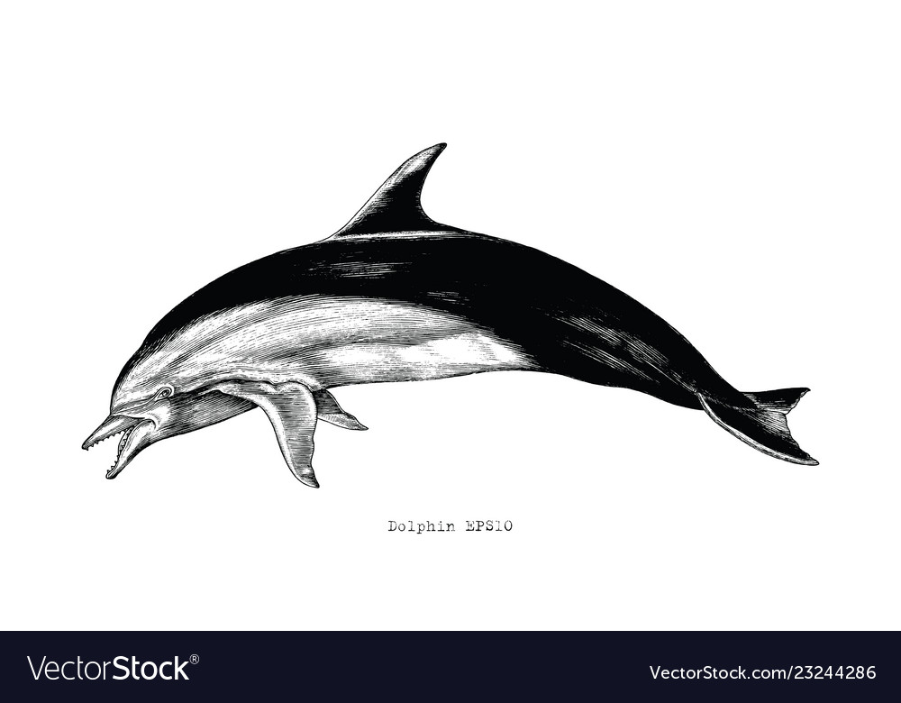 Dolphin hand drawing vintage engraving clipart Vector Image