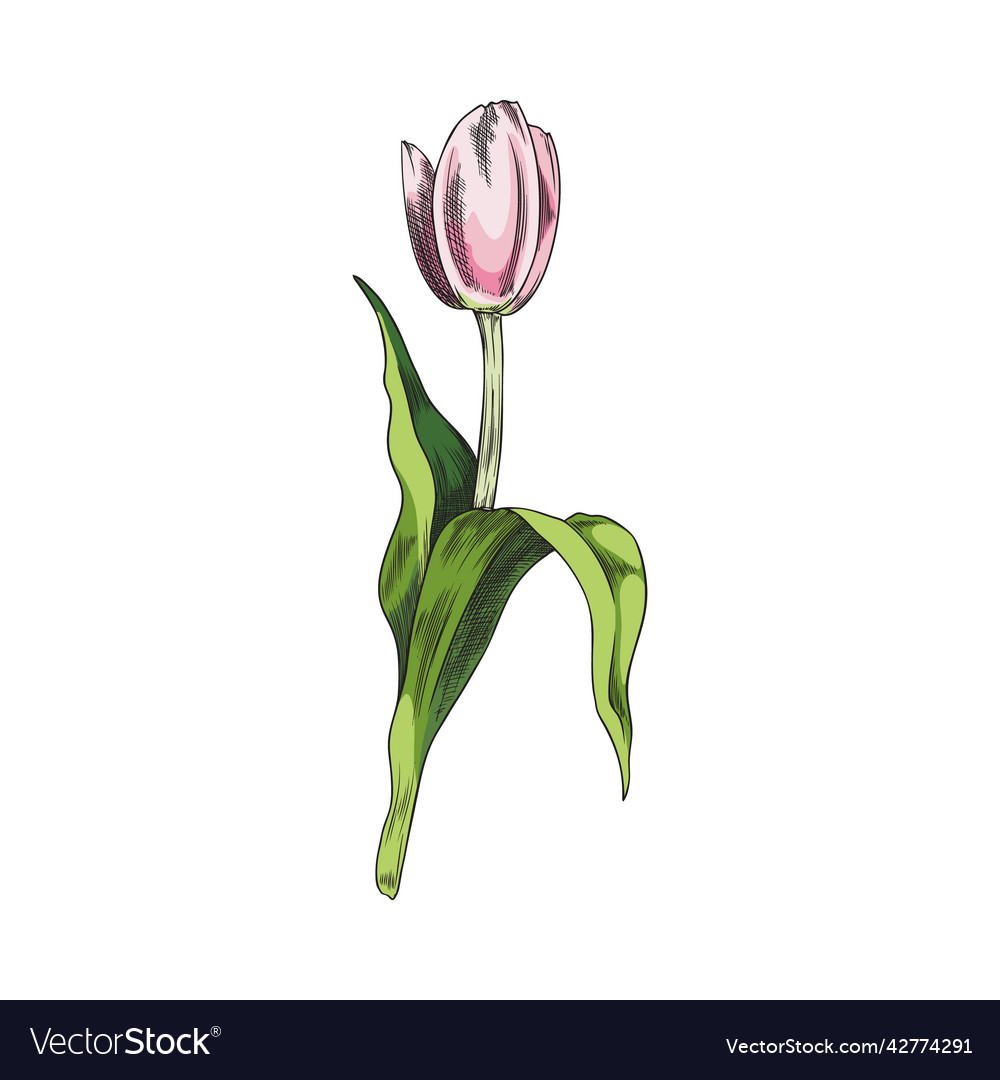 Cute hand drawn pink tulip sketch style