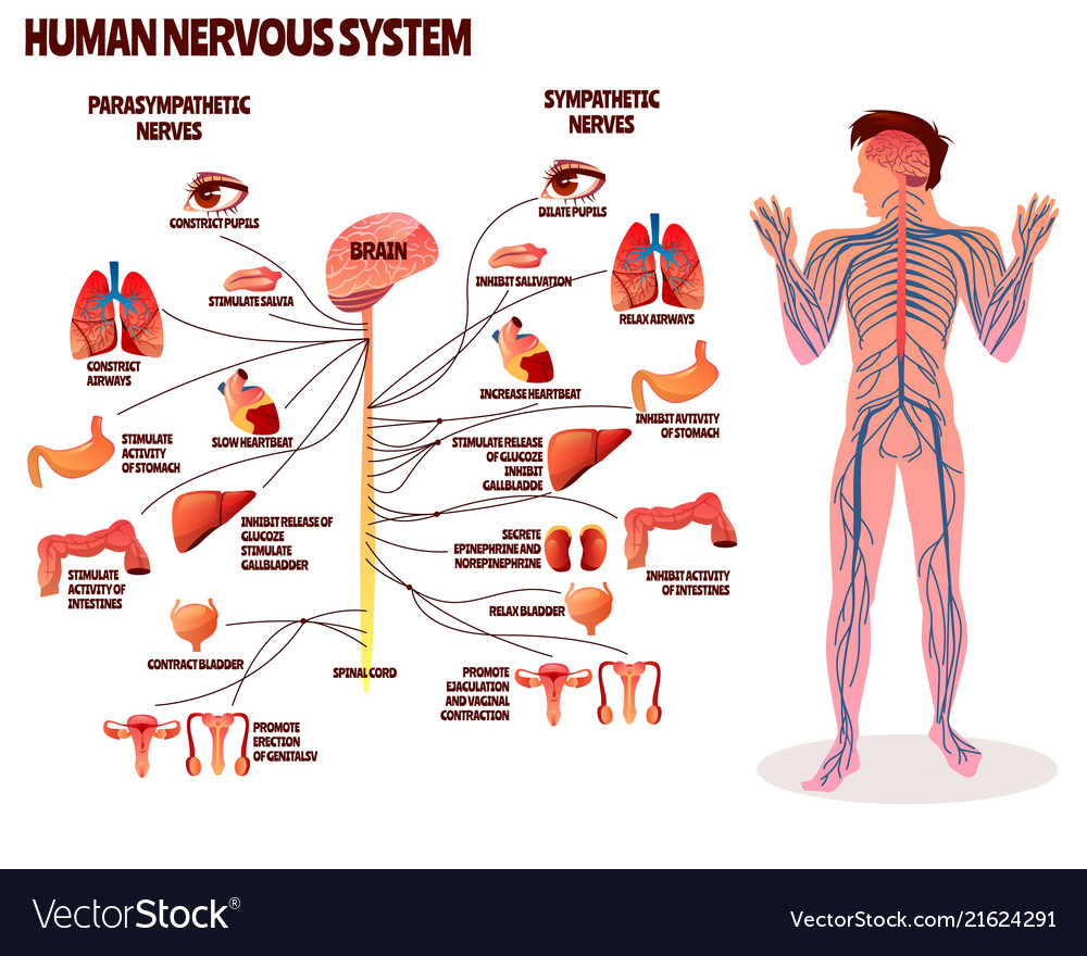 Human nervous system Royalty Free Vector Image