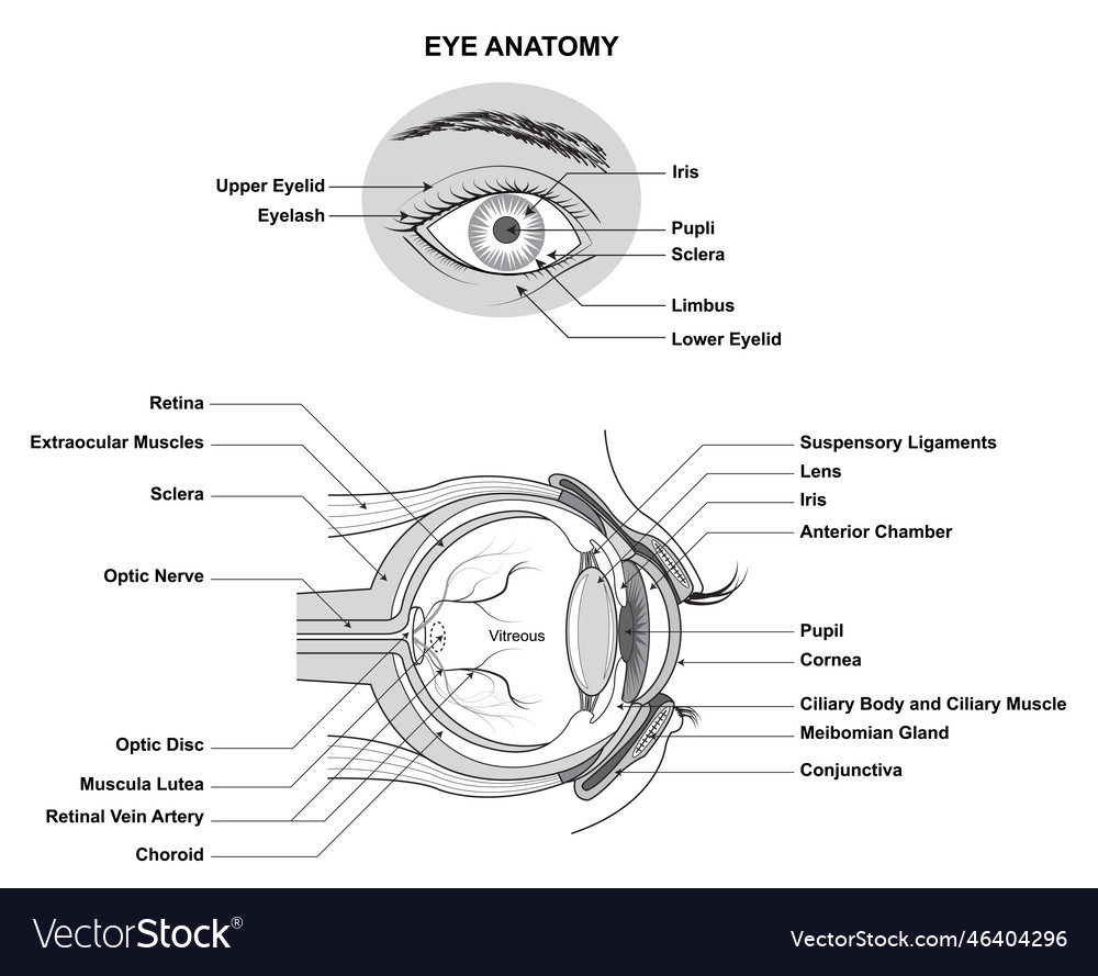 Eye anatomy of the human structure Royalty Free Vector Image