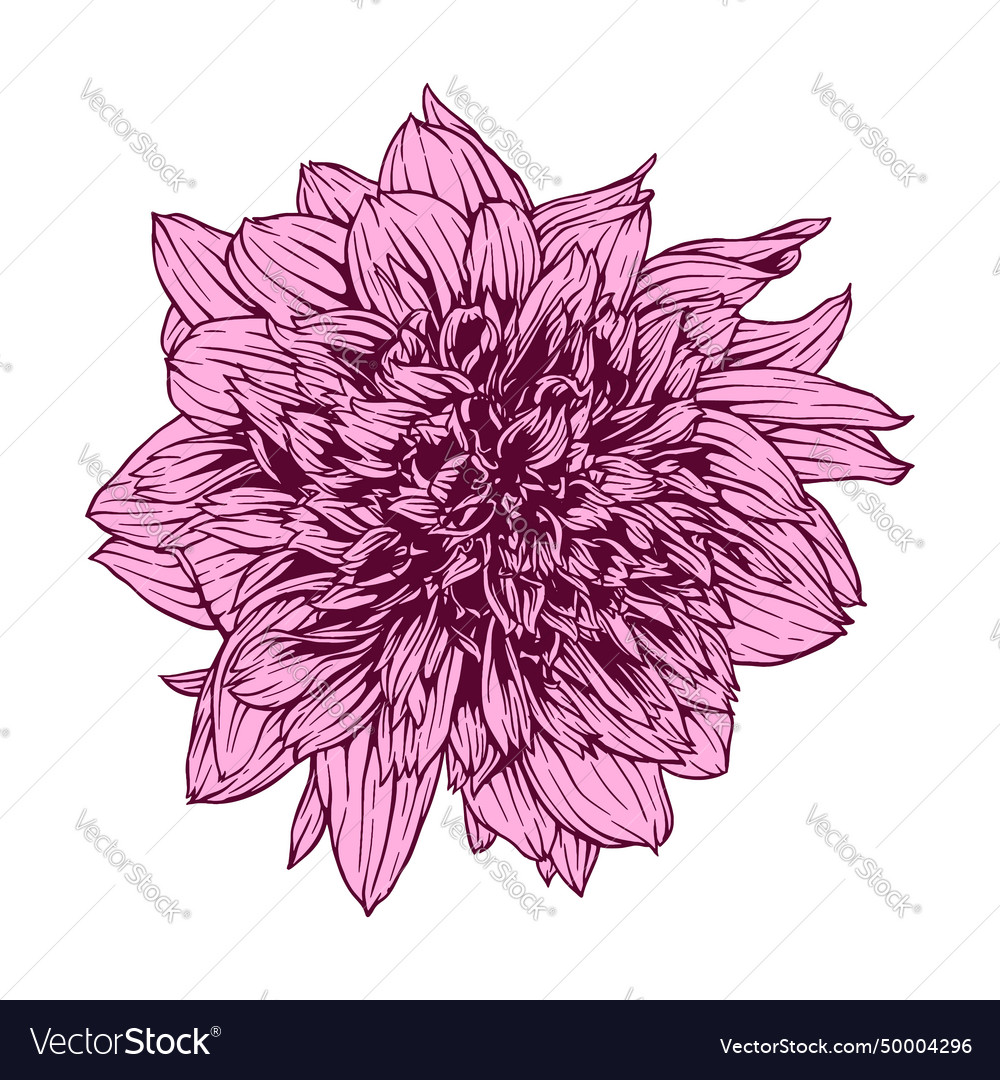 Hand drawn dahlia mambo flower floral Royalty Free Vector