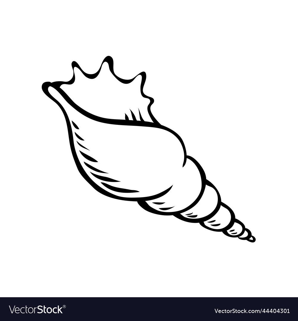 Black and white sketch sea shell mollusc Vector Image