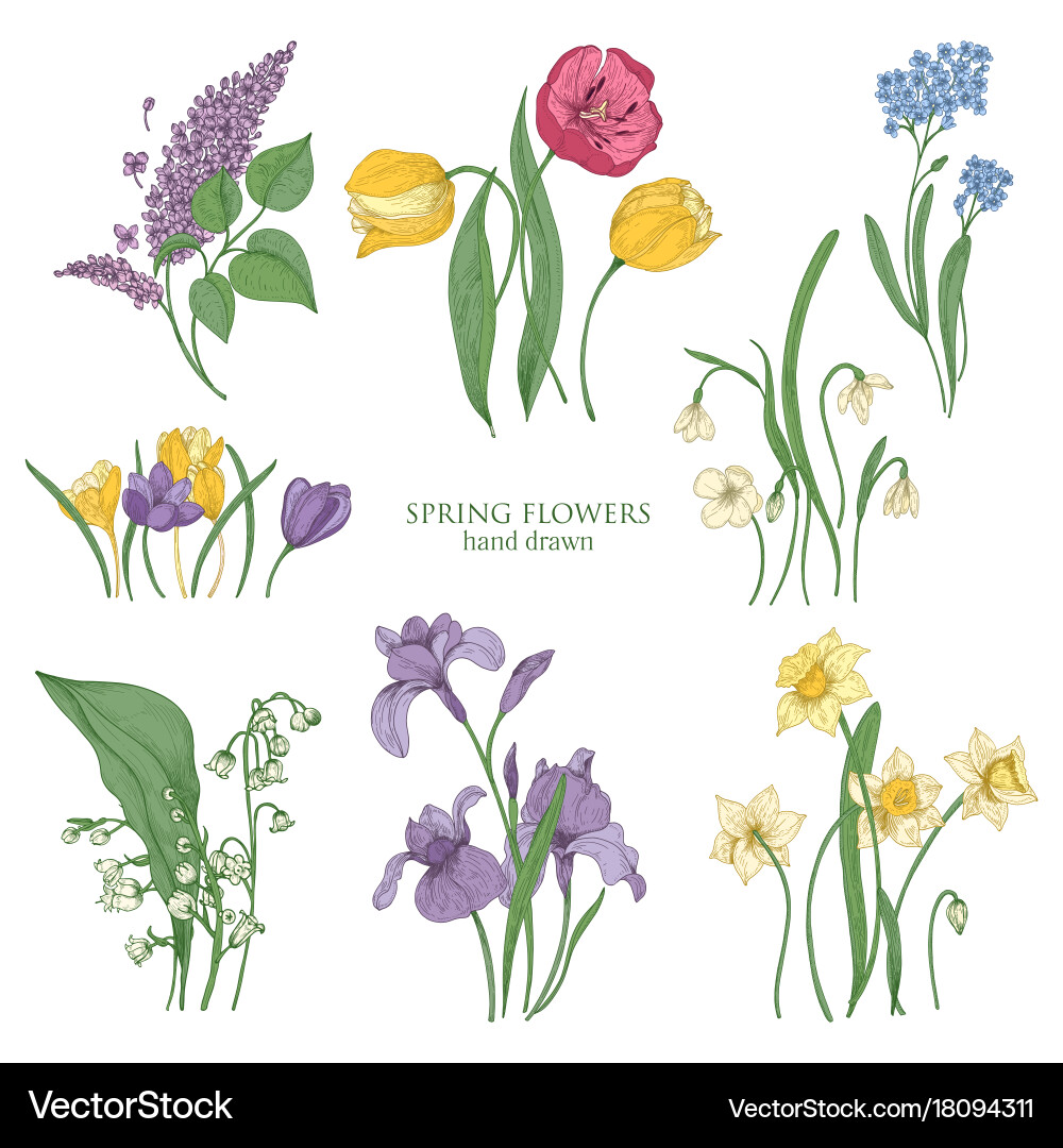 Collection of blooming spring flowers Royalty Free Vector