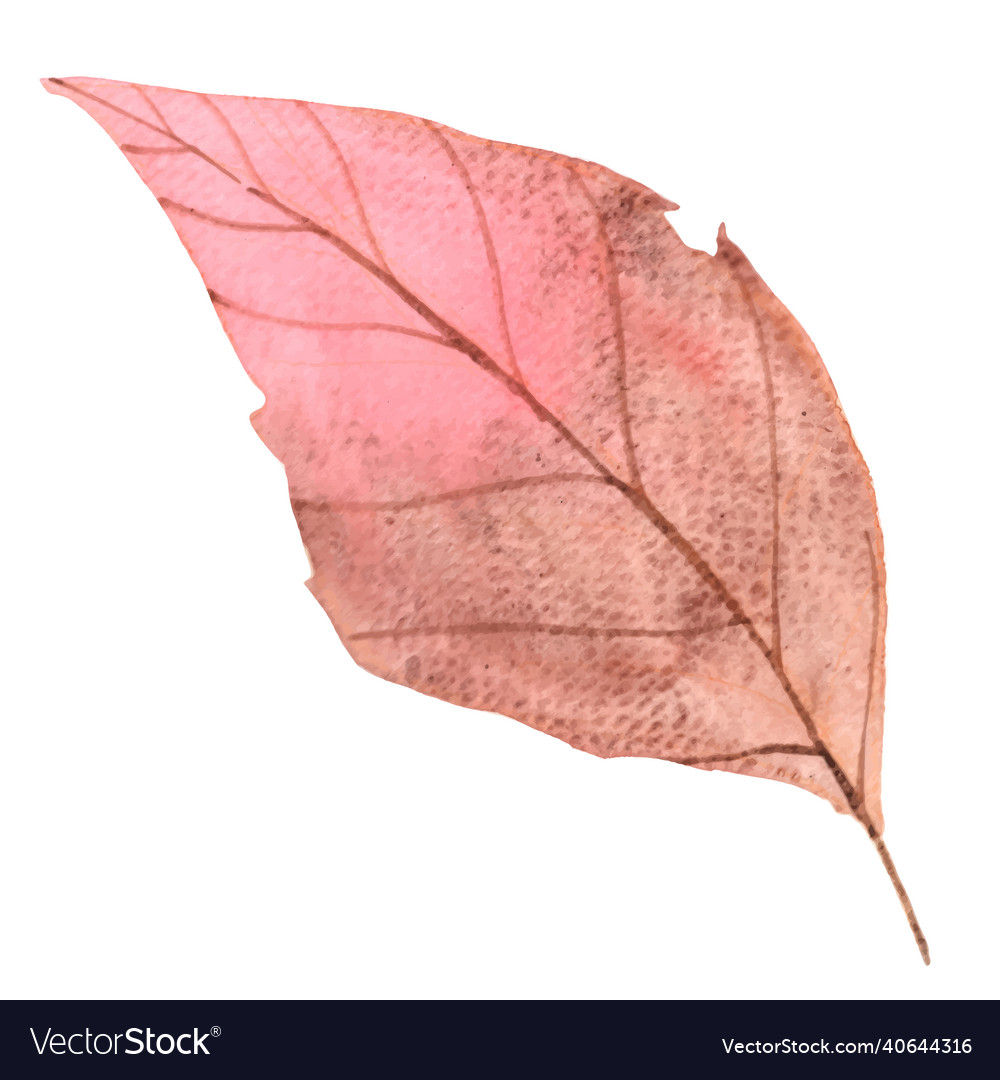 Colorful autumn leaf watercolor Royalty Free Vector Image